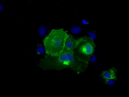 CD5 Antibody - Anti-CD5 mouse monoclonal antibody  immunofluorescent staining of COS7 cells transiently transfected by pCMV6-ENTRY CD5.