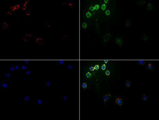 CD5 Antibody - Immunofluorescent staining of Jurkat cells using CD5 mouse monoclonal antibody  green). Actin filaments were labeled with TRITC-phalloidin. (red), and nuclear with DAPI. (blue). The three-color overlay image is located at the bottom-right corner.