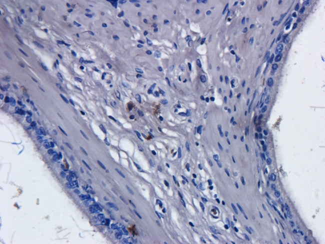 CD52 Antibody - IF staining of rat thymus.
