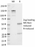 CD53 Antibody - SDS-PAGE Analysis of Purified, BSA-Free CD53 Antibody (clone 161-2). Confirmation of Integrity and Purity of the Antibody.