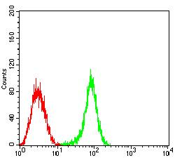 CD53 Antibody - Flow cytometric analysis of HL-60 cells using CD53 mouse mAb (green) and negative control (red).