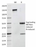 CD53 Antibody - SDS-PAGE Analysis of Purified, BSA-Free CD53 Antibody (clone 63-5A3). Confirmation of Integrity and Purity of the Antibody.