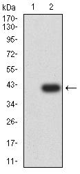 CD53 Antibody - Western blot analysis using CD53 mAb against HEK293 (1) and CD53 (AA: extra mix)-hIgGFc transfected HEK293 (2) cell lysate.