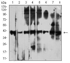 CD53 Antibody - Western blot analysis using CD53 mouse mAb against Raji (1), Ramos (2), Jurkat (3), MOLT4 (4), K562 (5), HL-60 (6), THP-1 (7), and U937 (8) cell lysate.