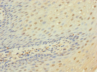CD53 Antibody - Immunohistochemistry of paraffin-embedded human tonsil tissue at dilution 1:100