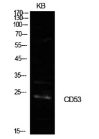 CD53 Antibody - Western Blot analysis of extracts from KB cells using CD53 Antibody.