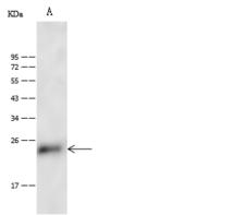 CD53 Antibody - Anti-CD53 rabbit polyclonal antibody at 1:500 dilution. Lane A: Mouse Brain tissue lysate. Lysates/proteins at 30 ug per lane. Secondary: Goat Anti-Rabbit IgG (H+L)/HRP at 1/10000 dilution. Developed using the ECL technique. Performed under reducing conditions. Predicted band size: 24 kDa. Observed band size: 24 kDa.