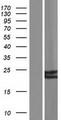 CD53 Protein - Western validation with an anti-DDK antibody * L: Control HEK293 lysate R: Over-expression lysate