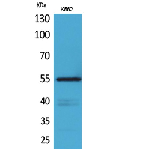CD55 Antibody - Western blot of CD55 antibody