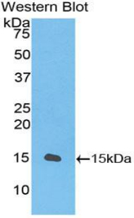 CD55 Antibody - Western blot of recombinant CD55.  This image was taken for the unconjugated form of this product. Other forms have not been tested.