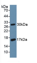 CD55 Antibody - Western Blot; Sample: Recombinant DAF, Rat.