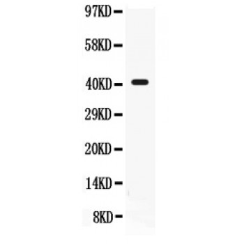 CD55 Antibody - CD55 antibody Western blot. All lanes: Anti CD55 at 0.5 ug/ml. WB: K562 Whole Cell Lysate at 40 ug. Predicted band size: 41 kD. Observed band size: 41 kD.