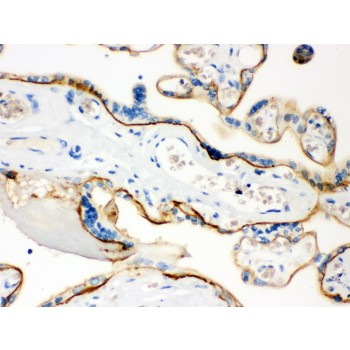 CD55 Antibody - CD55 antibody IHC-paraffin. IHC(P): Human Placenta Tissue.