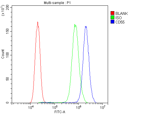 CD55 Antibody - Flow Cytometry analysis of PC-3 cells using anti-CD55 antibody. Overlay histogram showing PC-3 cells stained with anti-CD55 antibody (Blue line). The cells were blocked with 10% normal goat serum. And then incubated with rabbit anti-CD55 Antibody (1µg/10E6 cells) for 30 min at 20°C. DyLight®488 conjugated goat anti-rabbit IgG (5-10µg/10E6 cells) was used as secondary antibody for 30 minutes at 20°C. Isotype control antibody (Green line) was rabbit IgG (1µg/10E6 cells) used under the same conditions. Unlabelled sample (Red line) was also used as a control.