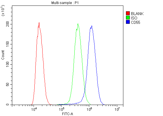 CD55 Antibody - Flow Cytometry analysis of SiHa cells using anti-CD55 antibody. Overlay histogram showing SiHa cells stained with anti-CD55 antibody (Blue line). The cells were blocked with 10% normal goat serum. And then incubated with rabbit anti-CD55 Antibody (1µg/10E6 cells) for 30 min at 20°C. DyLight®488 conjugated goat anti-rabbit IgG (5-10µg/10E6 cells) was used as secondary antibody for 30 minutes at 20°C. Isotype control antibody (Green line) was rabbit IgG (1µg/10E6 cells) used under the same conditions. Unlabelled sample (Red line) was also used as a control.
