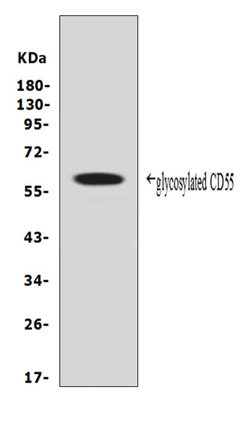 CD55 Antibody - Western blot analysis of CD55 using anti-CD55 antibody. Electrophoresis was performed on a 5-20% SDS-PAGE gel at 70V (Stacking gel) / 90V (Resolving gel) for 2-3 hours. The sample well of each lane was loaded with 50ug of sample under reducing conditions. Lane 1: mouse NIH/3T3 whole cell lysates, After Electrophoresis, proteins were transferred to a Nitrocellulose membrane at 150mA for 50-90 minutes. Blocked the membrane with 5% Non-fat Milk/ TBS for 1.5 hour at RT. The membrane was incubated with rabbit anti-CD55 antigen affinity purified polyclonal antibody at 0.5 µg/mL overnight at 4°C, then washed with TBS-0.1% Tween 3 times with 5 minutes each and probed with a goat anti-rabbit IgG-HRP secondary antibody at a dilution of 1:10000 for 1.5 hour at RT. The signal is developed using an Enhanced Chemiluminescent detection (ECL) kit with Tanon 5200 system. A specific band was detected for CD55 at approximately 60KD. The expected band size for CD55 is at 41KD.