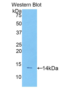 CD55 Antibody - Western blot of recombinant CD55.  This image was taken for the unconjugated form of this product. Other forms have not been tested.