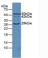 CD55 Antibody - Western Blot; Sample: Mouse Heart Tissue.