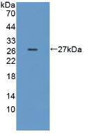 CD55 Antibody - Western Blot; Sample: Recombinant DAF, Mouse.