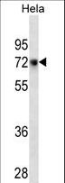 CD55 Antibody - CD55 Antibody western blot of HeLa cell line lysates (35 ug/lane). The CD55 antibody detected the CD55 protein (arrow).