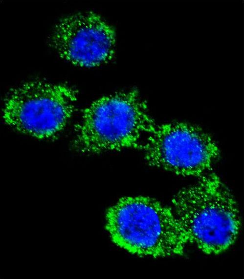 CD55 Antibody - Confocal immunofluorescence of CD55 Antibody with HeLa cell followed by Alexa Fluor 488-conjugated goat anti-rabbit lgG (green). DAPI was used to stain the cell nuclear (blue).