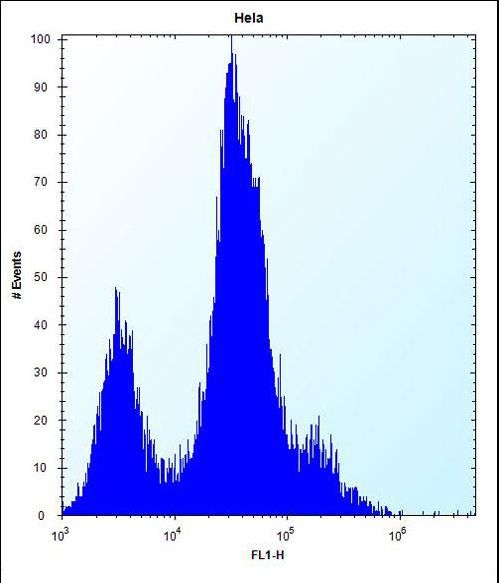 CD55 Antibody - CD55 Antibody flow cytometry of HeLa cells (right histogram) compared to a negative control cell (left histogram). FITC-conjugated goat-anti-rabbit secondary antibodies were used for the analysis.