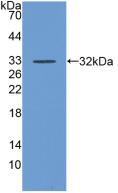 CD55 Antibody