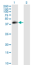 CD55 Antibody - Western Blot analysis of CD55 expression in transfected 293T cell line by DAF monoclonal antibody (M01), clone 1G3.Lane 1: CD55 transfected lysate(41.4 KDa).Lane 2: Non-transfected lysate.