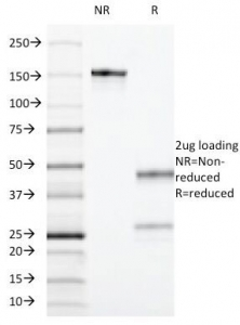 CD55 Antibody - SDS-PAGE Analysis of Purified, BSA-Free CD55 Antibody (clone F4-29D9). Confirmation of Integrity and Purity of the Antibody.