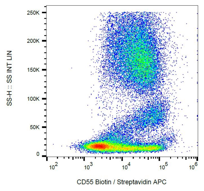 CD55 Antibody - Surface staining of human peripheral blood cells with anti-CD55 (MEM-118) biotin / streptavidin-APC.