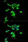 CD55 Antibody - Immunofluorescence analysis of A549 cells using CD55 antibody. Blue: DAPI for nuclear staining.