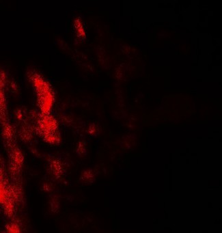 CD55 Antibody - Immunofluorescence of DAF in human lung tissue with DAF antibody at 20 ug/ml.