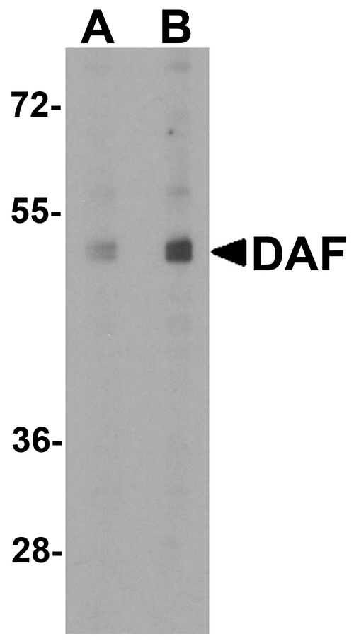 CD55 Antibody - Western blot analysis of DAF in A549 cell lysate with DAF antibody at 1 ug/ml.