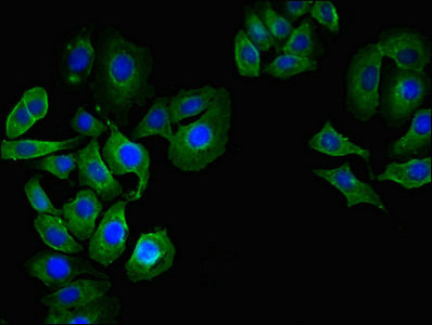 CD55 Antibody - Immunofluorescent analysis of A549 cells at a dilution of 1:100 and Alexa Fluor 488-congugated AffiniPure Goat Anti-Rabbit IgG(H+L)