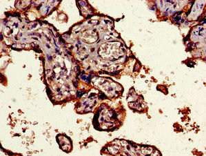 CD55 Antibody - Immunohistochemistry image of paraffin-embedded human placenta tissue at a dilution of 1:100