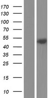 CD55 Protein - Western validation with an anti-DDK antibody * L: Control HEK293 lysate R: Over-expression lysate