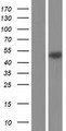 CD55 Protein - Western validation with an anti-DDK antibody * L: Control HEK293 lysate R: Over-expression lysate