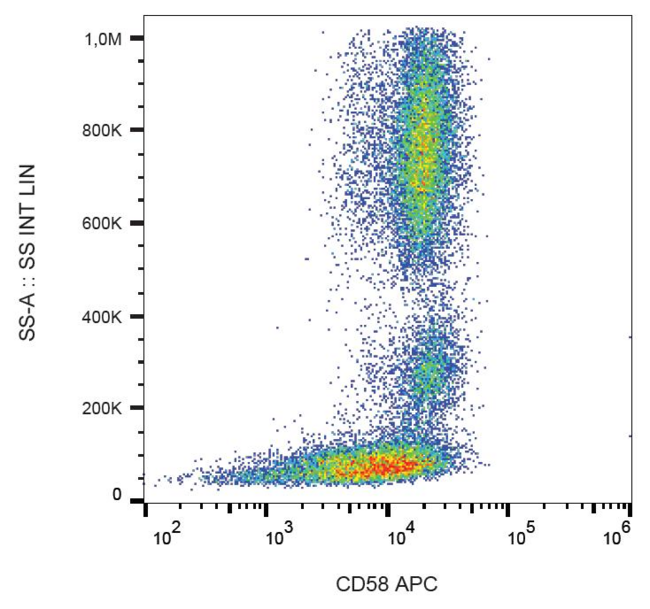 CD58 Antibody - Surface staining of human peripheral blood cells with anti-CD58 (MEM-63) APC.