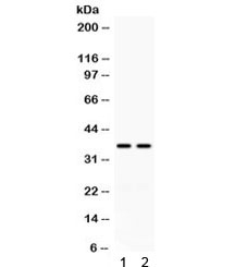 CD58 Antibody