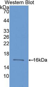 CD59 Antibody - Western Blot; Sample: Recombinant protein.