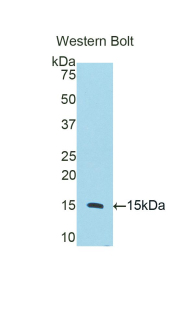 CD59 Antibody - Western blot of recombinant CD59.  This image was taken for the unconjugated form of this product. Other forms have not been tested.