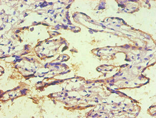 CD59 Antibody - Immunohistochemical of paraffin-embedded human placenta tissue using CD59 Monoclonal Antibody (2E11-2B5) at dilution of 1:200.