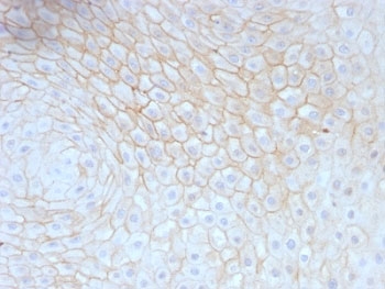 CD59 Antibody - Formalin-fixed, paraffin-embedded human tonsil stained with CD59 antibody (MACIF/629).  This image was taken for the unmodified form of this product. Other forms have not been tested.