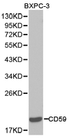 CD59 Antibody - Western blot of extracts of BXPC-3 cell lines, using CD59 antibody.