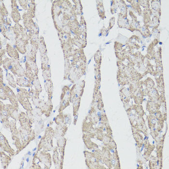 CD59 Antibody - Immunohistochemistry of paraffin-embedded rat heart using CD59 antibodyat dilution of 1:100 (40x lens).
