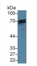 CD6 Antibody - Western Blot; Sample: Human Jurkat cell lysate; Primary Ab: 5µg/ml Rabbit Anti-Mouse CD6 Antibody Second Ab: 0.2µg/mL HRP-Linked Caprine Anti-Rabbit IgG Polyclonal Antibody