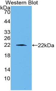 CD6 Antibody - Western blot of recombinant CD6.