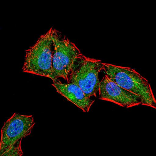 CD6 Antibody - Immunofluorescence analysis of Hela cells using CD6 mouse mAb (green). Blue: DRAQ5 fluorescent DNA dye. Red: Actin filaments have been labeled with Alexa Fluor- 555 phalloidin. Secondary antibody from Fisher