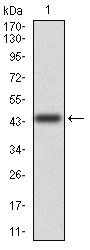 CD6 Antibody - Western blot analysis using CD6 mAb against human CD6(AA: 18-199) recombinant protein. (Expected MW is 44.8 kDa)