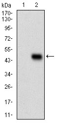 CD6 Antibody - Western blot analysis using CD6 mAb against HEK293 (1) and CD6 (AA: Extra(18-199))-hIgGFc transfected HEK293 (2) cell lysate.